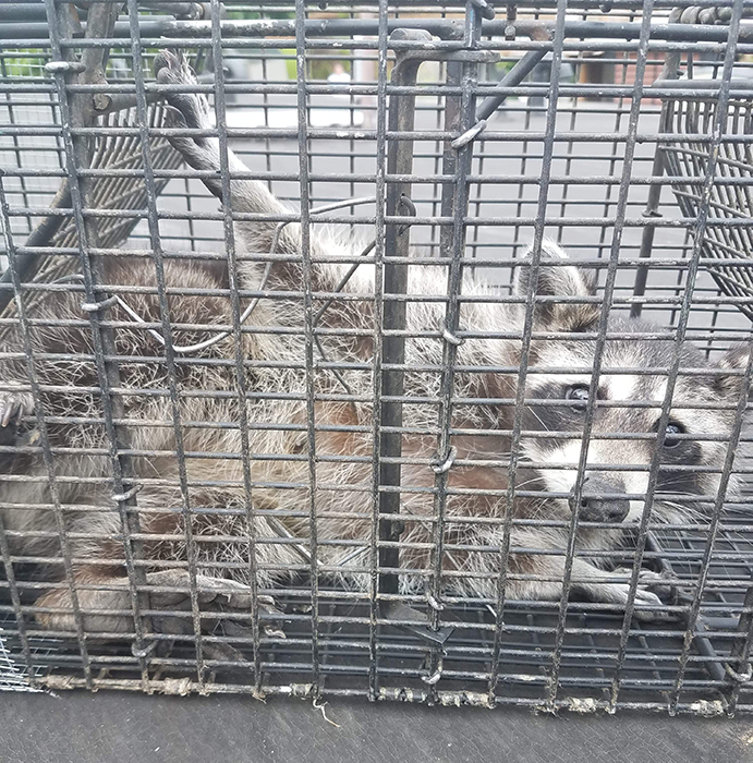 Critter Removal Service Gallery - Hiltonhead Wildlife Removal